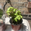 Kitchen Gardens - Herbs