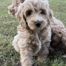 Knight Goldendoodles - Pet Breeders