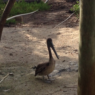 Florida Keys Wild Bird Rehabilitation Center - Tavernier, FL