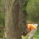 TNT Tree Service 40% off all Trees - Tree Service