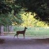 McDaniel Farm Park gallery