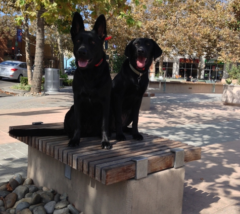 Sit Means Sit Dog Training - San Jose, CA