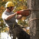 Chris Lewis Tree Surgery