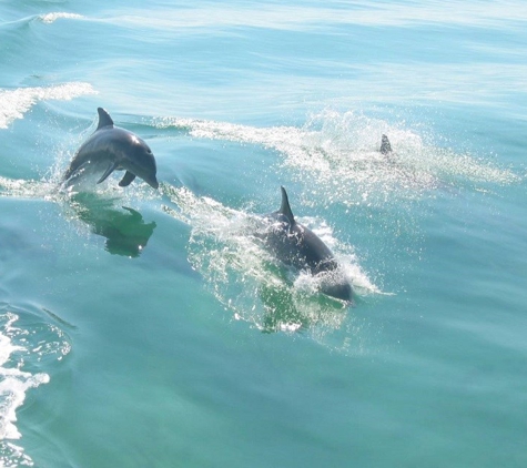 Miami Boat Experts - Miami Beach, FL. Dolphins @ Biscayne Bay