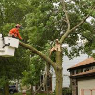 Expert Tree Care Co. Inc - Springfield, IL