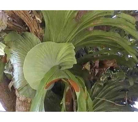 Heatons Wholesale Fern And Anthurium Nursery - Perwillowen, QLD