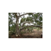 Gallery Image Number 4