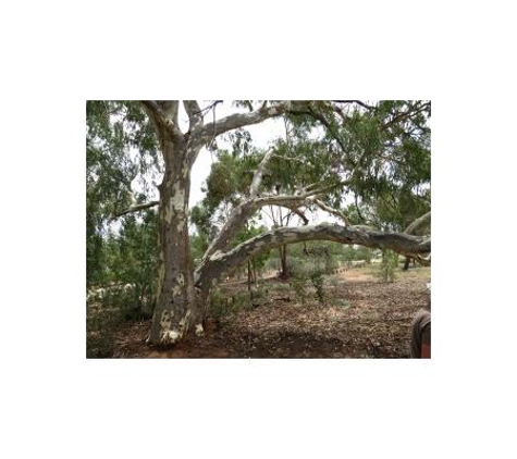 Low Ecological Services Pty Ltd - Connellan, NT