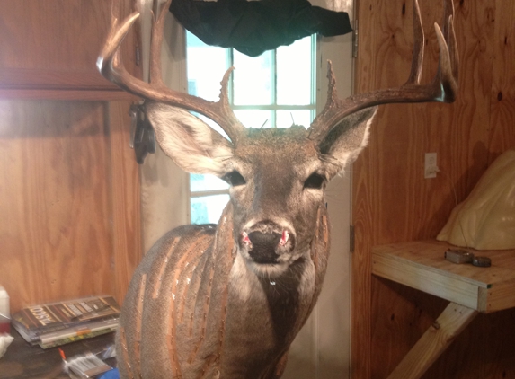 Sharp Taxidermy