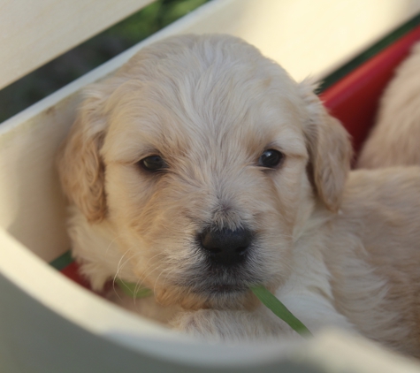 Ivey's Crimson Kennels - Cullman, AL