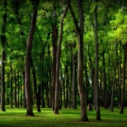 Blennerhassett Island Historical State Park