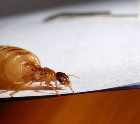 Systems Pest Management Pty Ltd