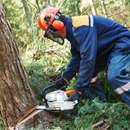 Affordable  Heights Tree Service - Tree Service