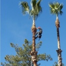 Ray's Tree Service & Landscape - Tree Service