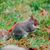 Florida Wildlife Trappers gallery