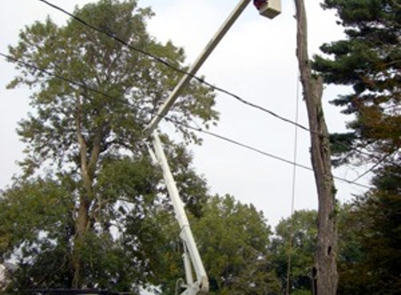 Tree Service Salt Lake City - Salt Lake City, UT