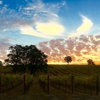 La Chouette Vineyard gallery