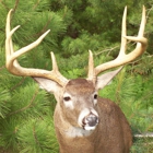 Spikehorn whitetail shoulder mount`s