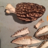 Pacific Northwest Wild Mushrooms gallery