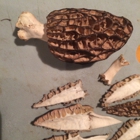 Pacific Northwest Wild Mushrooms
