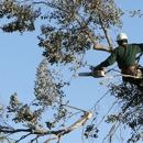 Precise Tree Service - Tree Service