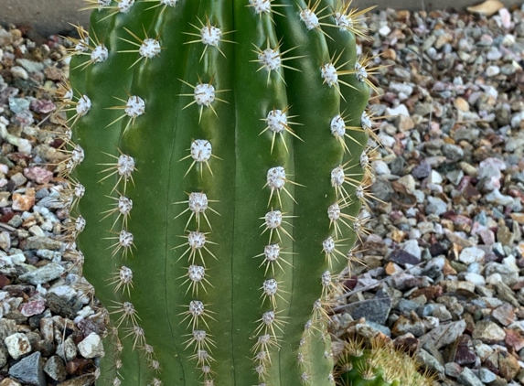 Maricopa Ear Nose & Throat - Chandler, AZ