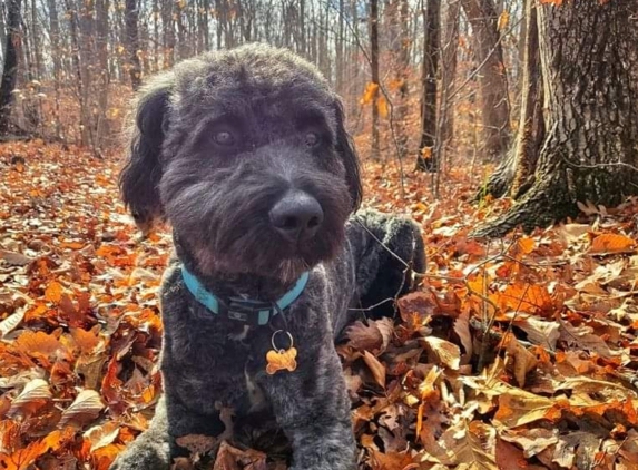 My Dog Listens - Manassas Park, VA