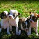 My Heavenly Puppies & Online Boutique - Animation Services