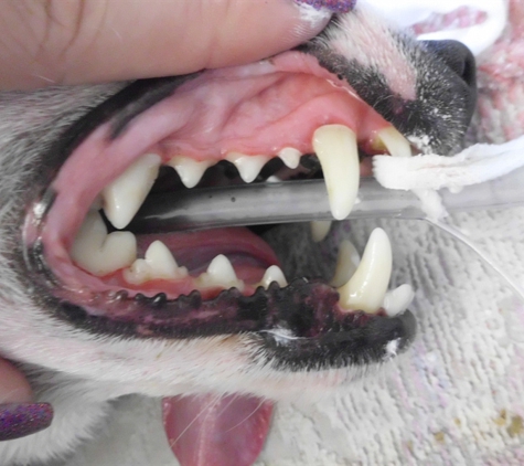 Westlakes Veterinary Hospital - Fennell Bay, NSW