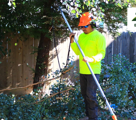 E and J Sanchez Tree Service - Fresno, CA. Palm and Tree Trimming, Pruning & Removal. Call us for a free quote!