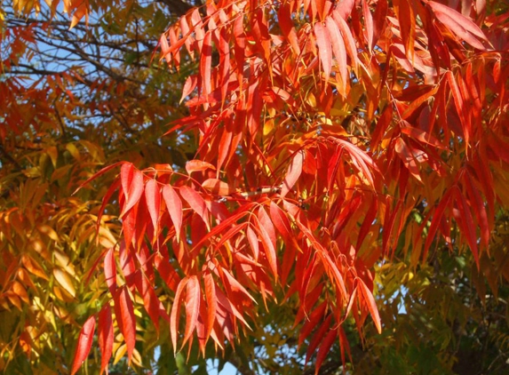 ARBOR IMAGE TREE CARE - Oklahoma City, OK. Here's a pic of the absolutely GORGEOUS Chinese pistache that Koree's firm, Arbor Image Tree Care, planted for us. It now THRIVES.