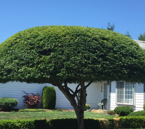 Pacific Tree Service - Kent, WA