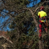 Premier Stump Grinding gallery
