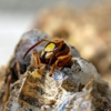 J & W Pest Control gallery
