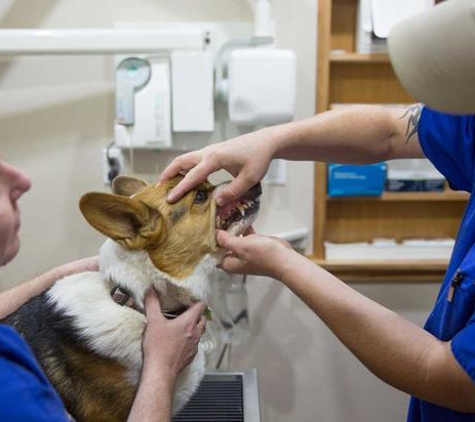 Pantano Animal Clinic - Tucson, AZ