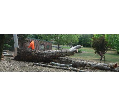 The Tree Surgeon - Spring Creek, NSW
