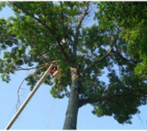 Miller Tree Service - Advance, NC