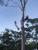 Gheckos Tree Services Northcoast Treelopping - Tree Surgery