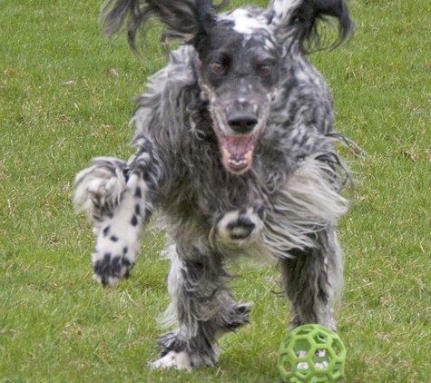 Pine Creek Kennels Pet Resort - Benton, PA