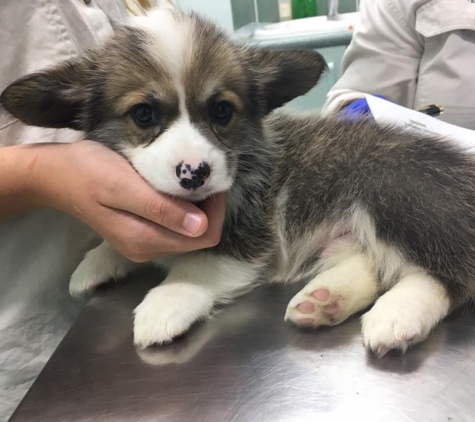 Mareeba Veterinary Surgery - Mareeba, QLD