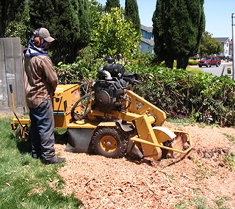 Bay Arborist - El Sobrante, CA