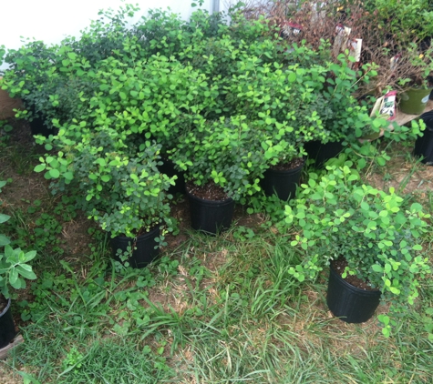 Perennial Plant Materials - Bristol, TN