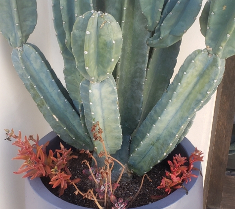 Ramy's Nursery - Reseda, CA. cactus