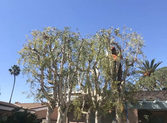 Rojas Tree Service - Long Beach, CA