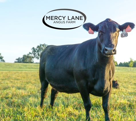 Mercy Lane Angus Farm - Rogersville, MO