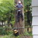 JW Tree Service