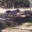 Wolf Haven International - Wildlife Refuge