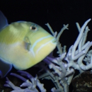 Reef Solutions - Aquariums & Aquarium Supplies