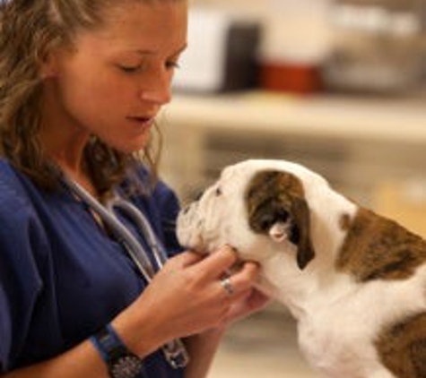 The COVE - Center of Veterinary Expertise - Suffolk, VA