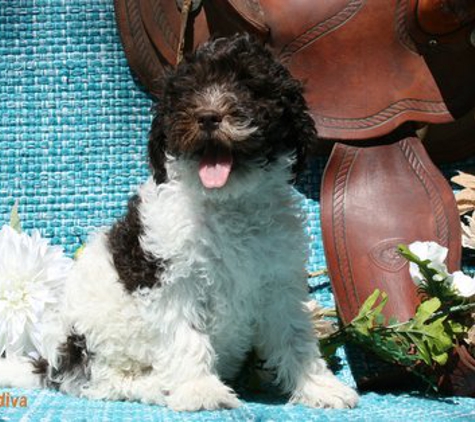 Denim and Diamond Doodles: Labradoodle Breeder - Templeton, CA. Labradoodle Puppy 9 weeks old